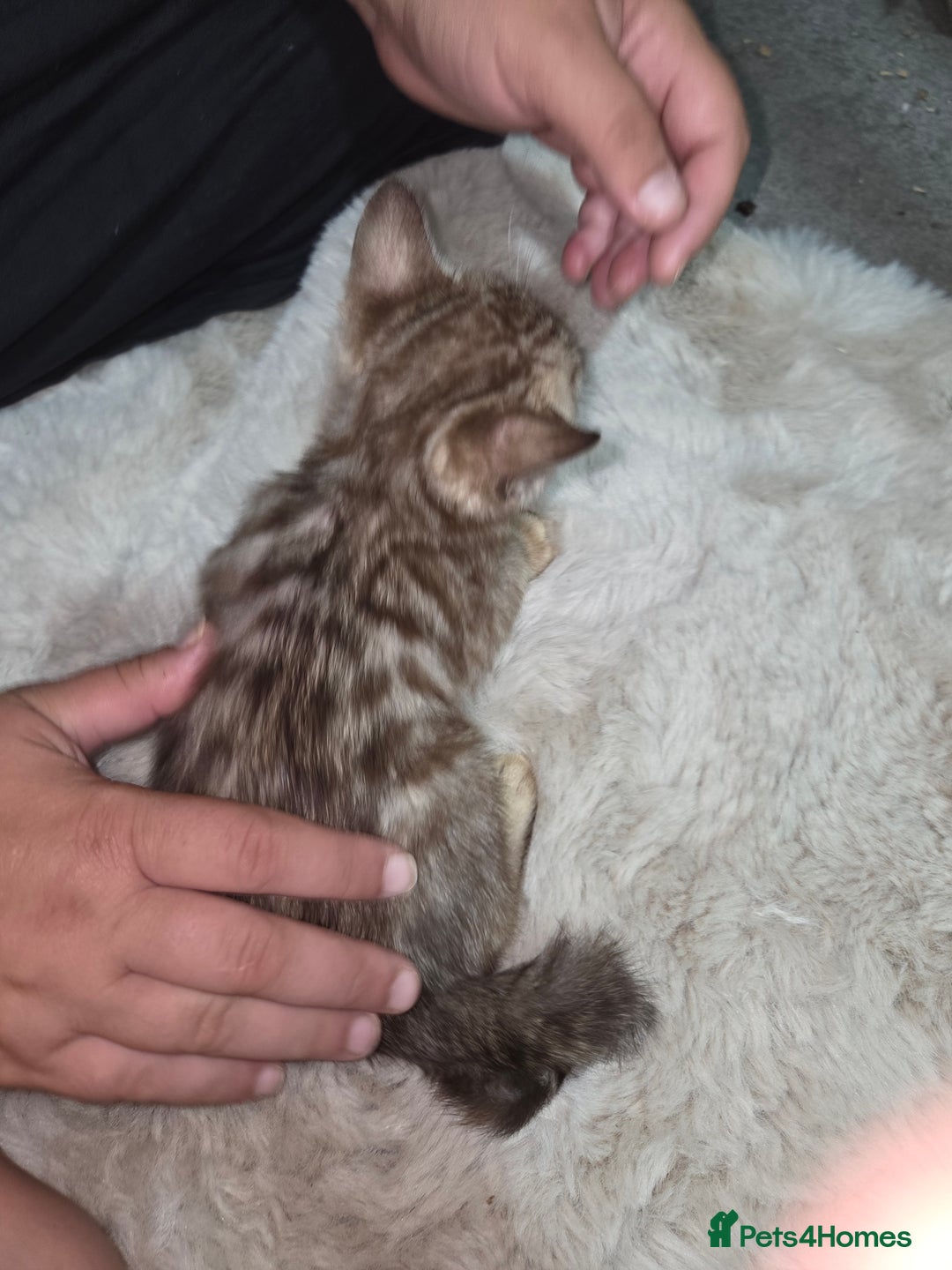 Bengal cats for sale:  1 stunning male bengal kitten (reduced price) - Image 8