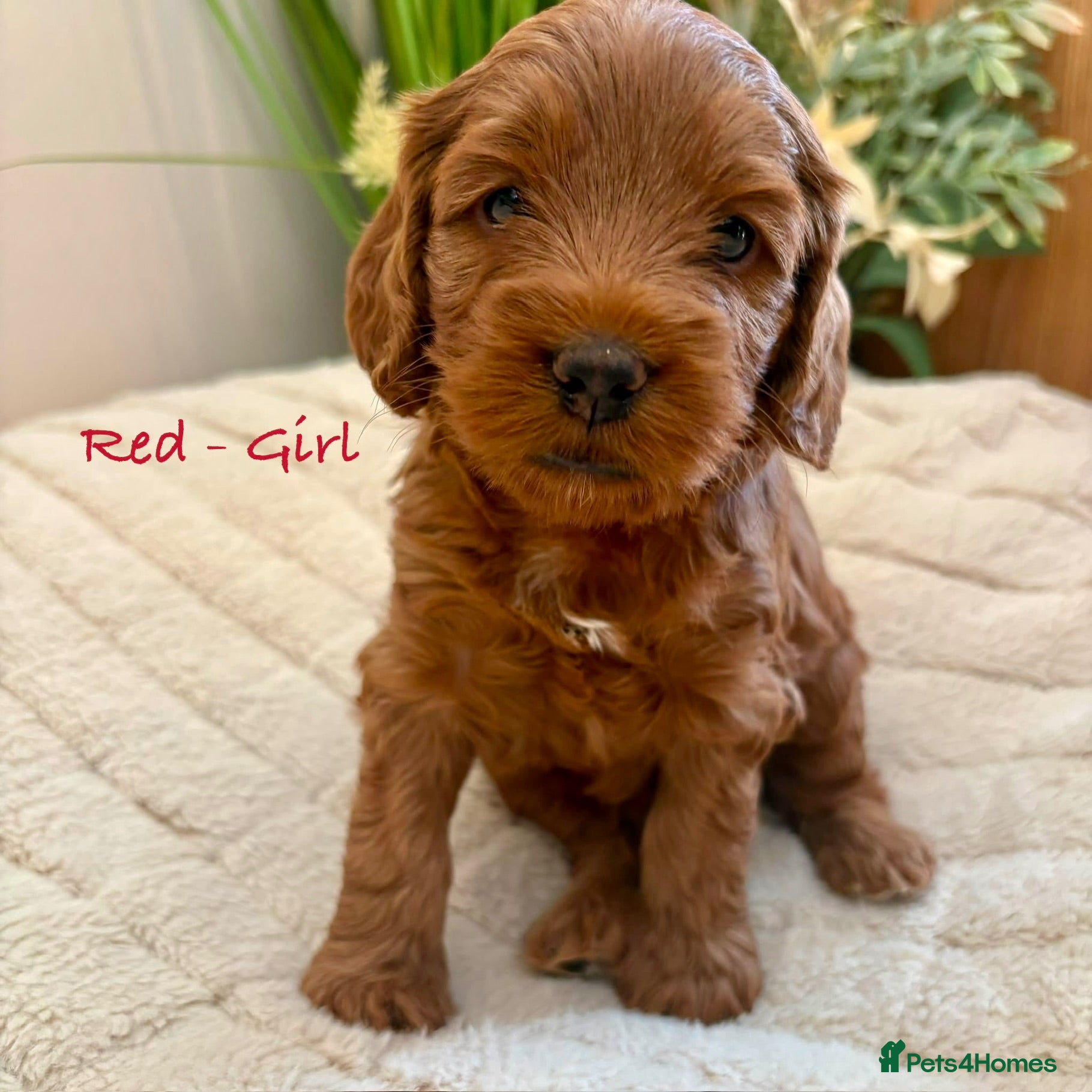 Cockapoo dogs Beautiful F2 Cockapoo Puppies  - Advert 2