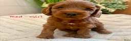 Cockapoo dogs for sale: Beautiful F2 Cockapoo Puppies  - Advert 2