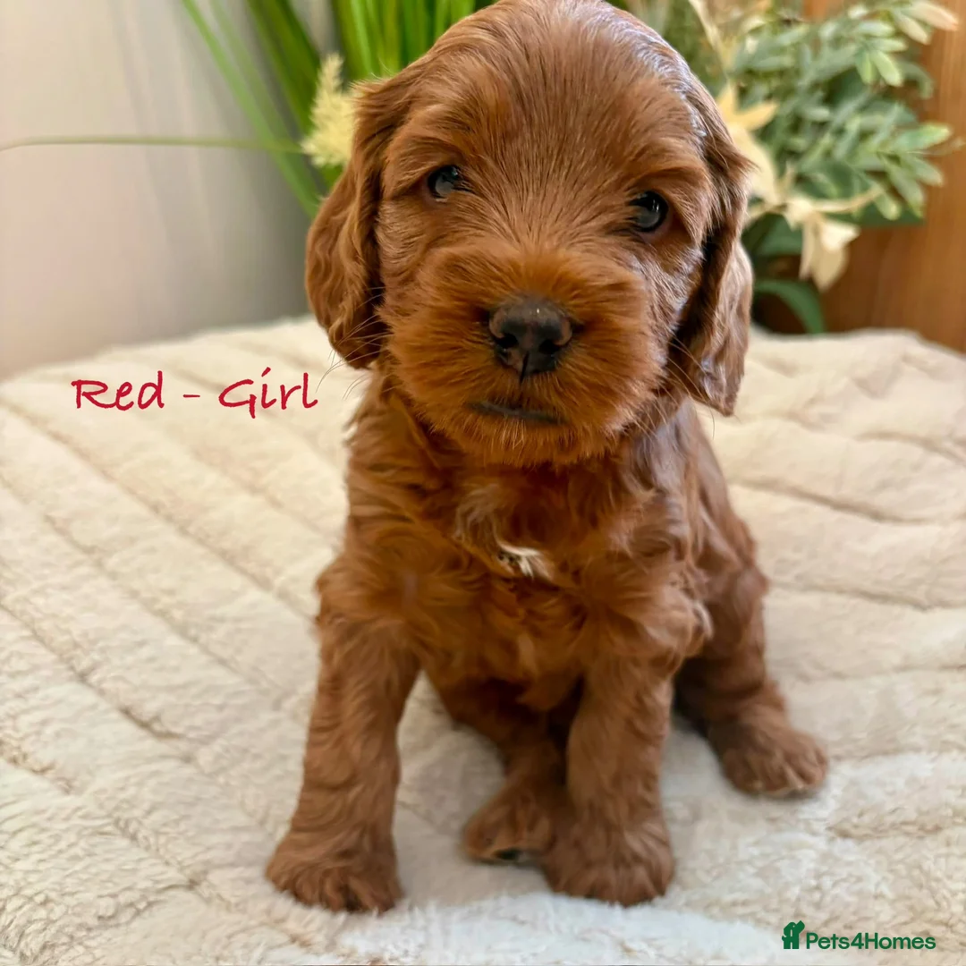 Cockapoo dogs for sale: Beautiful F2 Cockapoo Puppies  - Advert 2