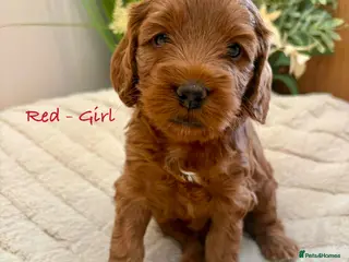 Cockapoo dogs Beautiful F2 Cockapoo Puppies - Advert 5