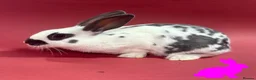English Spot rabbits for sale: English spot kits ready now - Advert 8