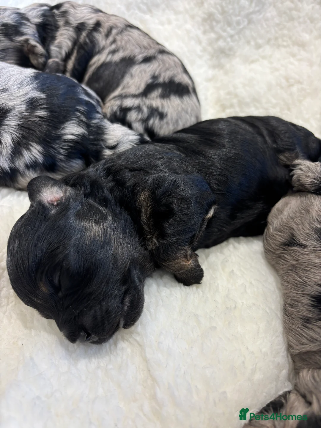 Maltipoo dogs for sale: 💎 Adorable Maltipoo Puppies ❤️ - Advert 28