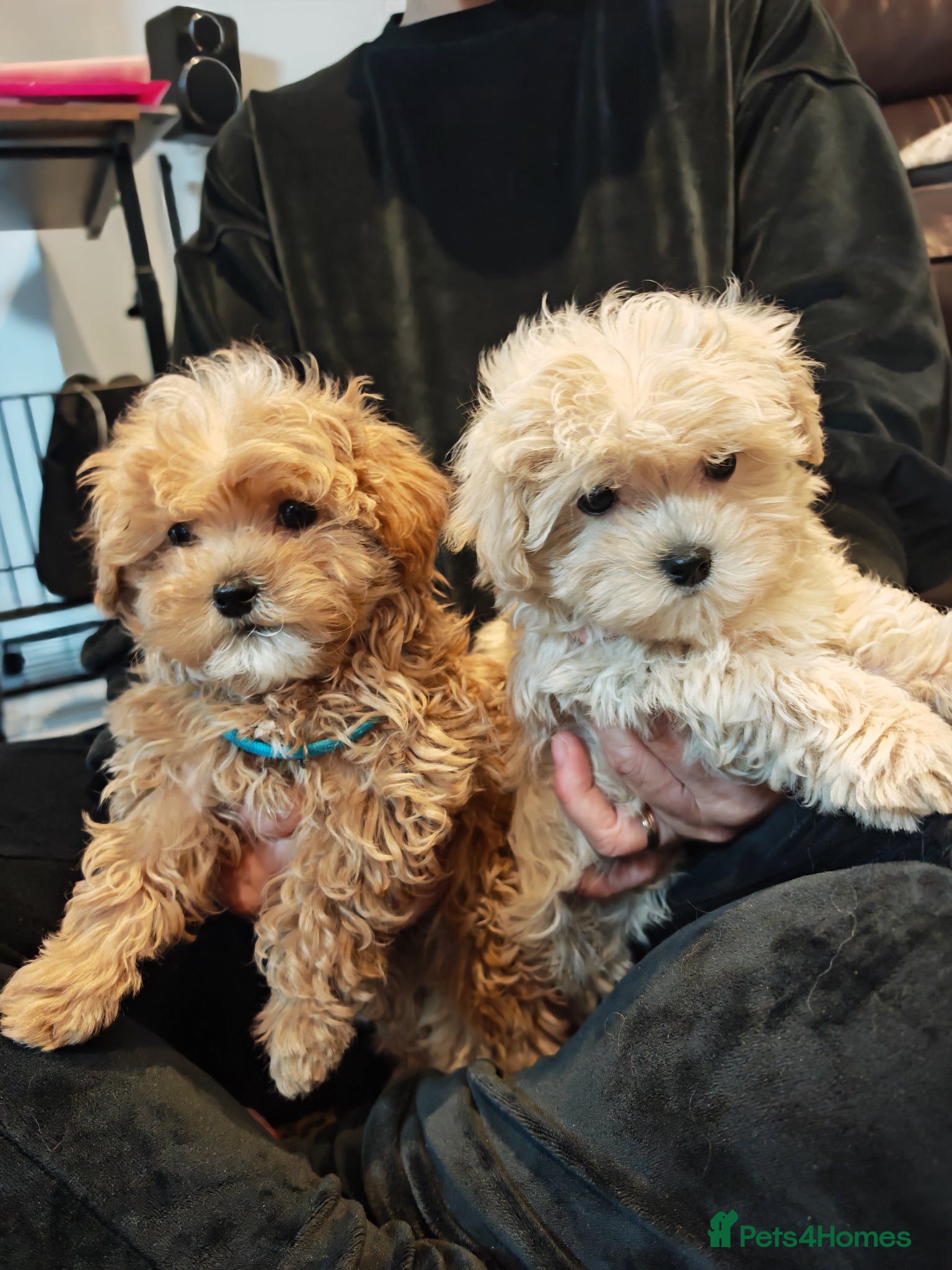 Maltipoo dogs Maltipoo F1 Toy Size, KC Parents, DNA Tested Clear - Advert 2