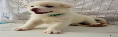 Japanese Akita Inu 2