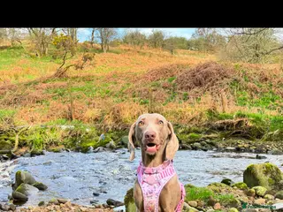 Weimaraner dogs Rehoming Weimaraner - Advert 2