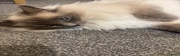 Ragdoll cats for sale: FULL RAGDOLL KITTENS  - Advert 12