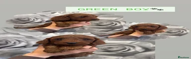 Green collar 