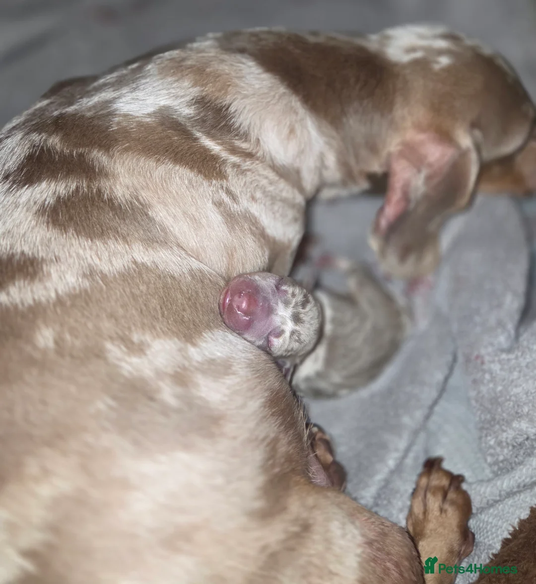 Miniature Dachshund dogs for sale: True Quality Minature Dachshunds - Advert 6