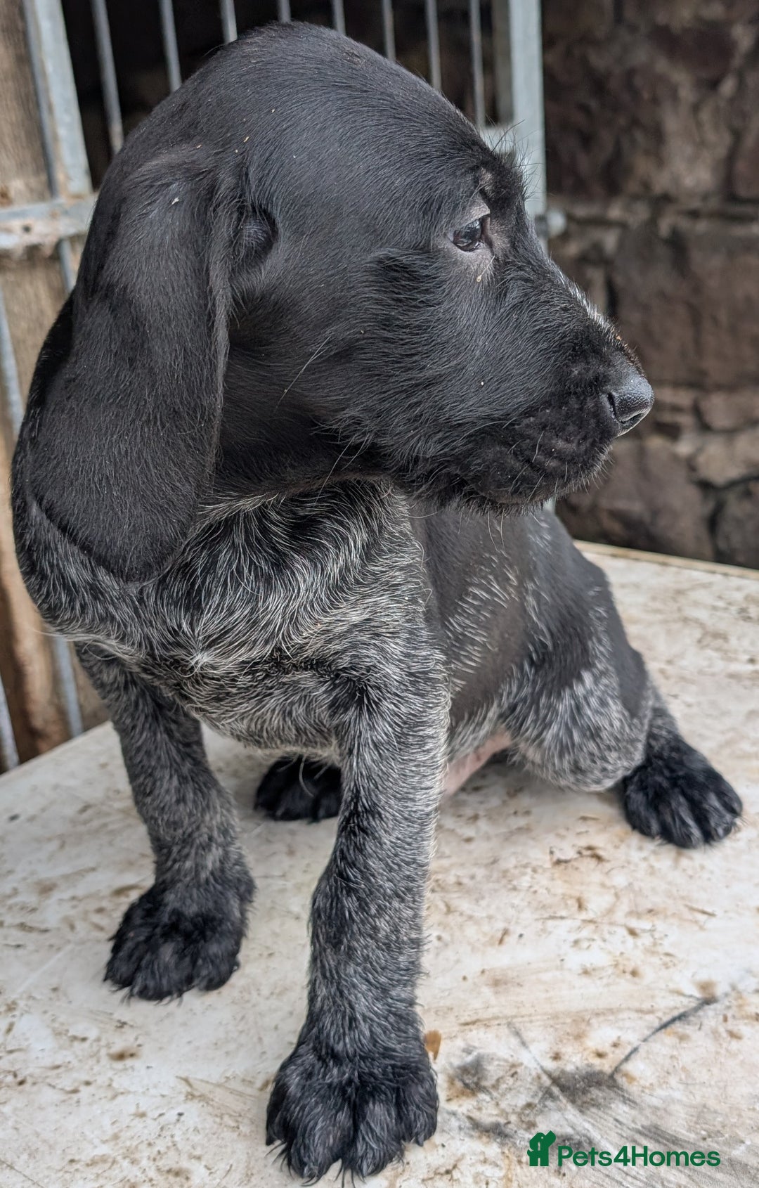 German Wirehaired Pointer dogs for sale: German Wirehaired Pointer Pups - Advert 6