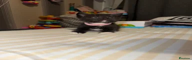 Gigi🩷