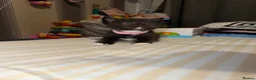 Mixed Breed cats for sale: RARE Gorgeous ScottishFold&British ShortHair  - Advert 17