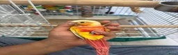 Conures birds for sale: Suncheek conure fully tame & hand reared - Advert 1