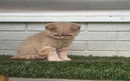 British Shorthair cats for sale: British shorthair kittens  - Image 3