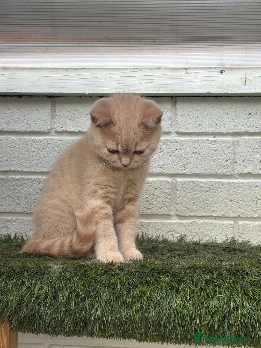 British Shorthair cats for sale: British shorthair kittens  - Image 3