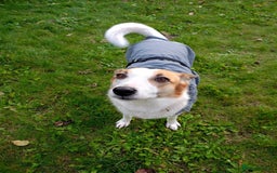 Mixed Breed dogs for adoption: 💖🐶 ALAYA 🐶💖 - Image 9