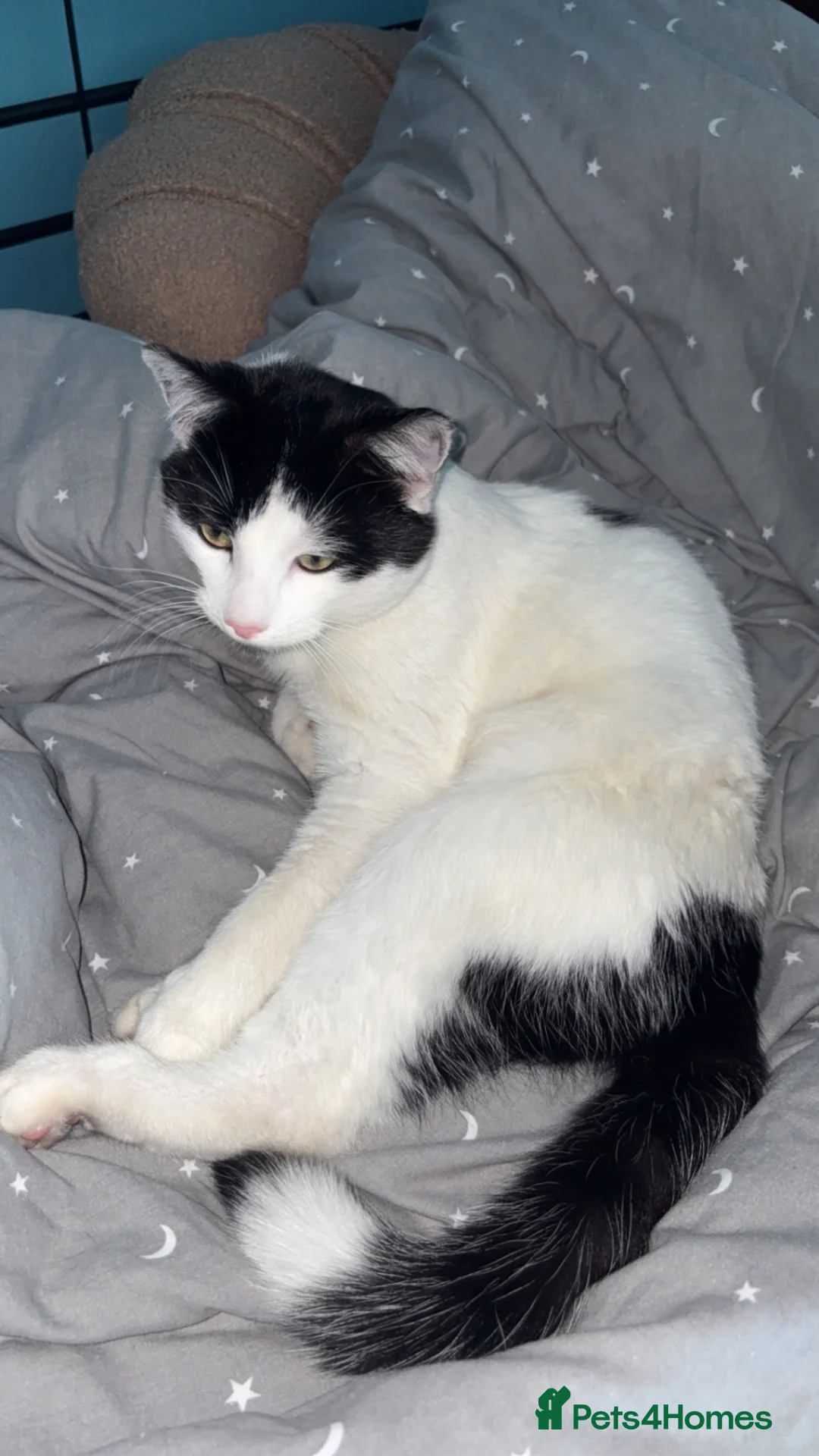 Mixed Breed cats for sale: Beautiful cat needing new home  - Advert 2
