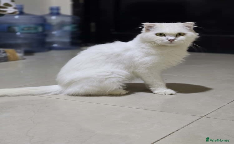 Mixed Breed cats - Advert 1