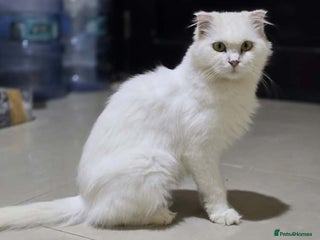 Mixed Breed cats - Advert 5