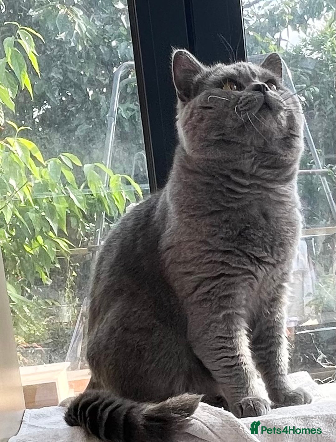 British Shorthair cats for sale: Chunky blue boy looking for a new home - Advert 3