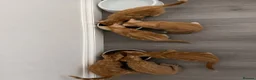 Mixed Breed cats for sale: Gorgeous Ginger mixed breed kittens.  in Salisbury - Advert 8