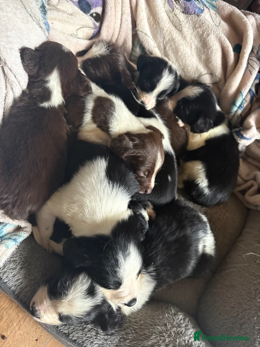 Sprollie dogs for sale: Sprollie puppies in Leominster - Advert 2