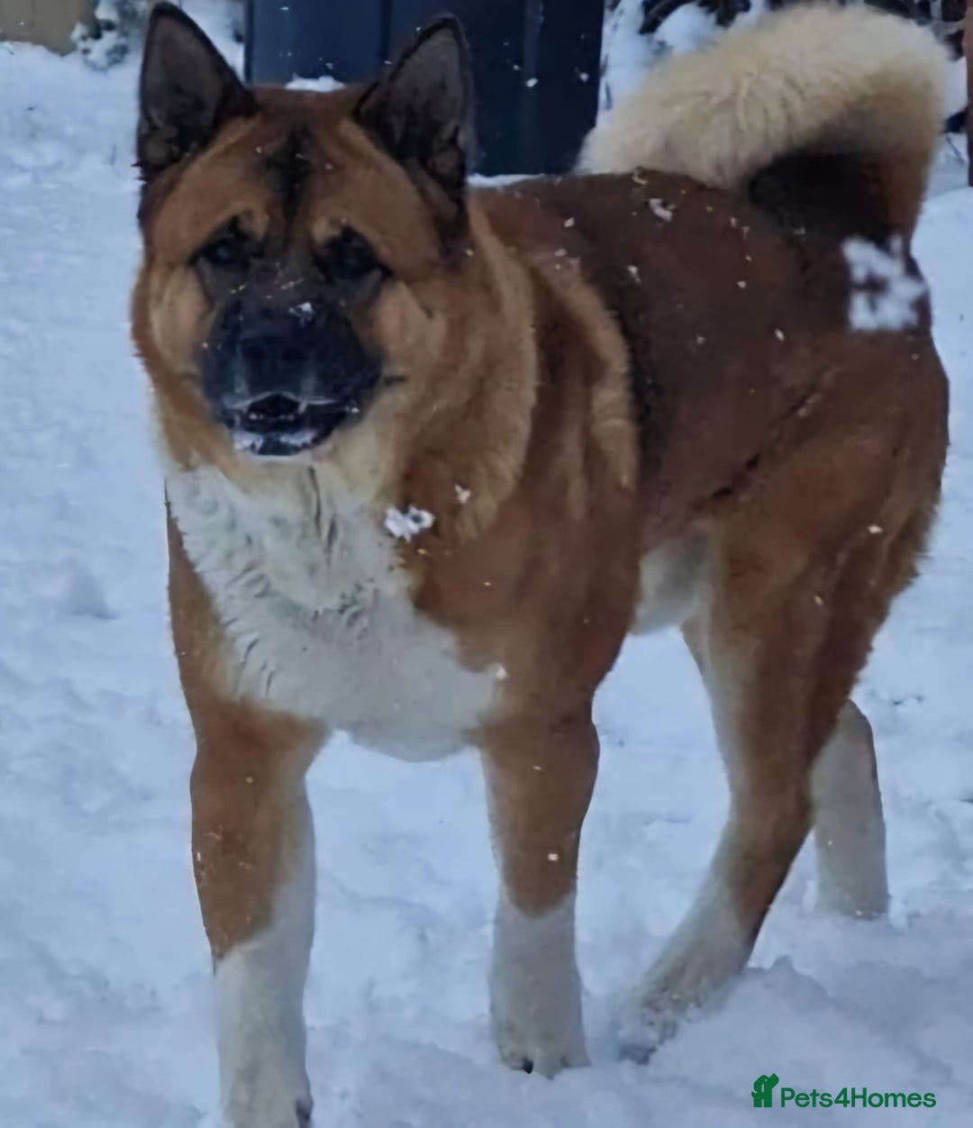 Akita dogs for sale: American Akita puppies on the way 21st of November - Advert 2