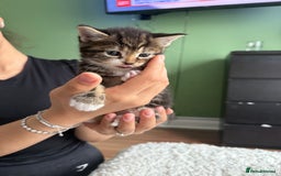 European cats for sale: Kittens For Sale - Image 4