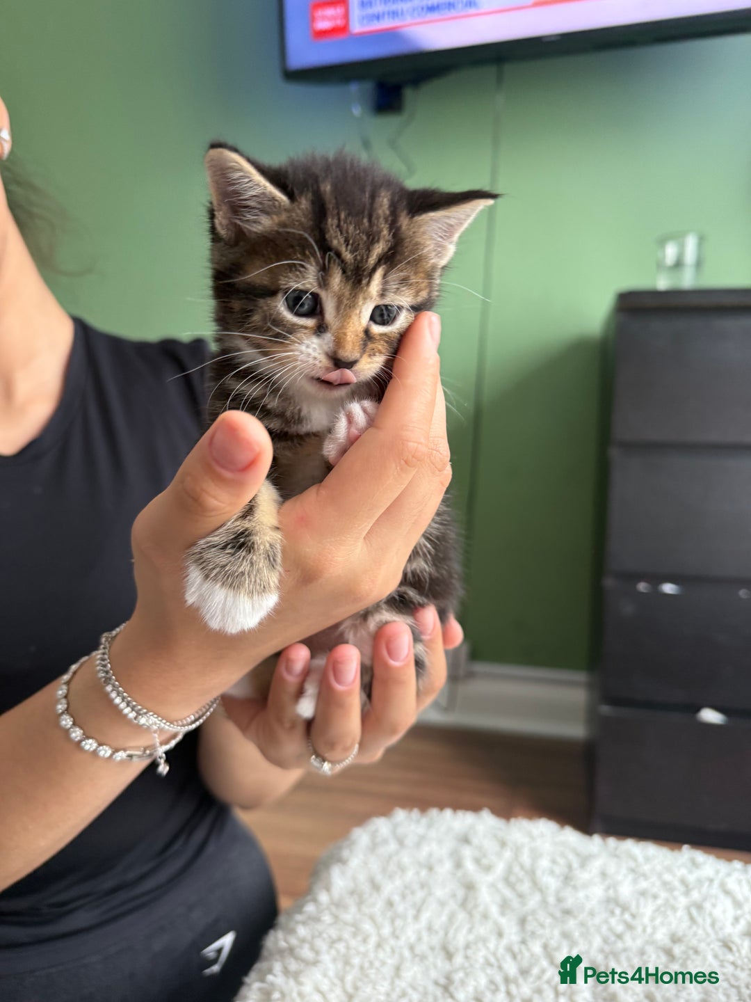 European cats for sale: Kittens For Sale - Image 4