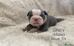 English Bulldog dogs for sale: English Bulldog Puppies - Image 3