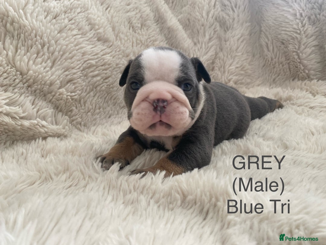 English Bulldog dogs for sale: English Bulldog Puppies - Image 3