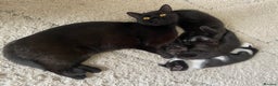 Mixed Breed cats for sale: Beautiful black female kitten - ready now - Advert 6