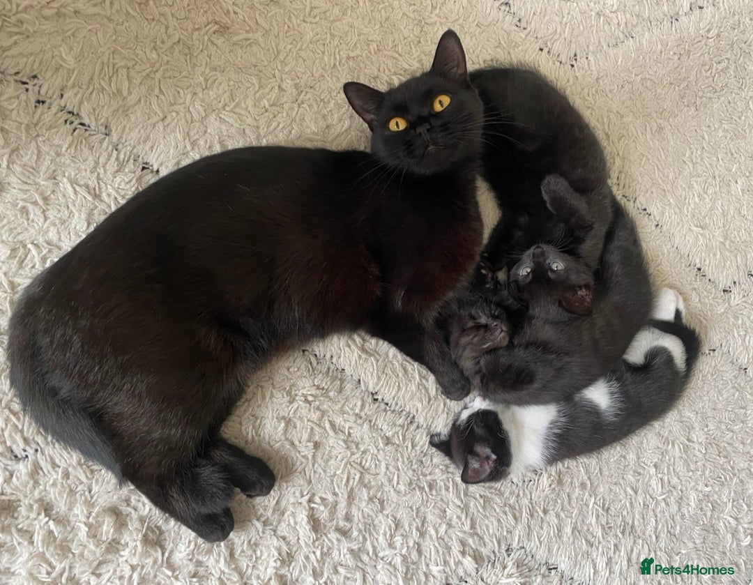 Mixed Breed cats for sale: Beautiful black female kitten - ready now - Advert 6