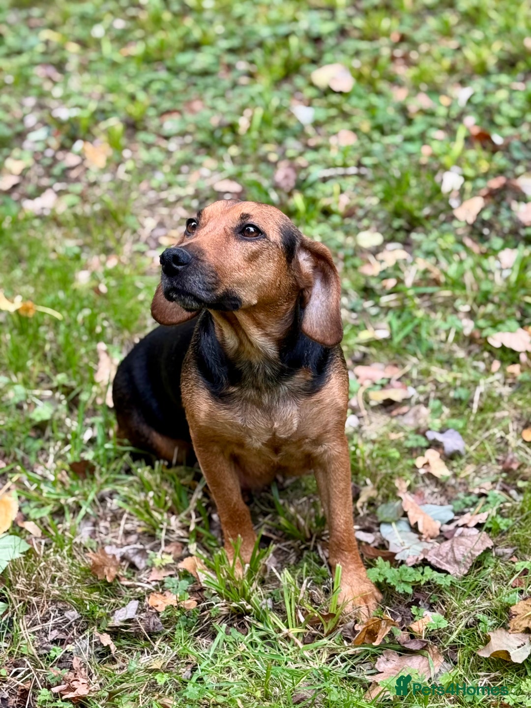 Mixed Breed dogs for sale: 🖤 BOLD Patterdale X  puppies 🖤 - Image 12