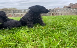 Mixed Breed dogs for sale: F1 Borderpoos - Image 4
