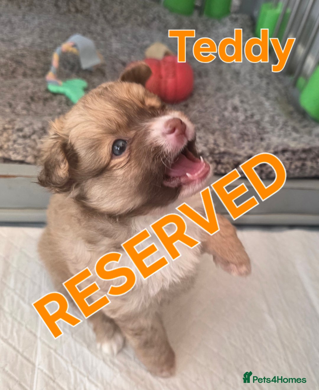 Pomsky dogs for sale: Pomsky puppy GIRL **READY for her new 🏡** - Image 6