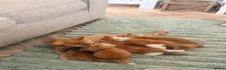 Mixed Breed cats for sale: 7 FLUFFY GINGER KITTENS LOOKING FOR LOVING HOMES in Saint Austell - Advert 4