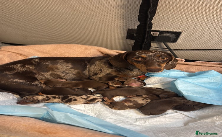 Miniature Dachshund dogs KC reg miniature dachshund puppies 4 girls 4 boys - Advert 1