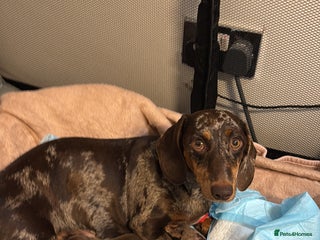 Miniature Dachshund dogs KC reg miniature dachshund puppies 4 girls 4 boys - Advert 2