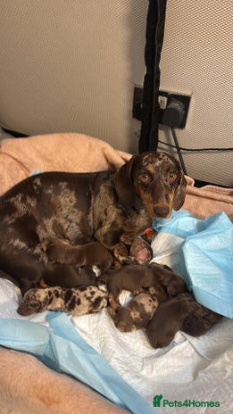 Miniature Dachshund dogs KC reg miniature dachshund puppies 4 girls 4 boys - Advert 1