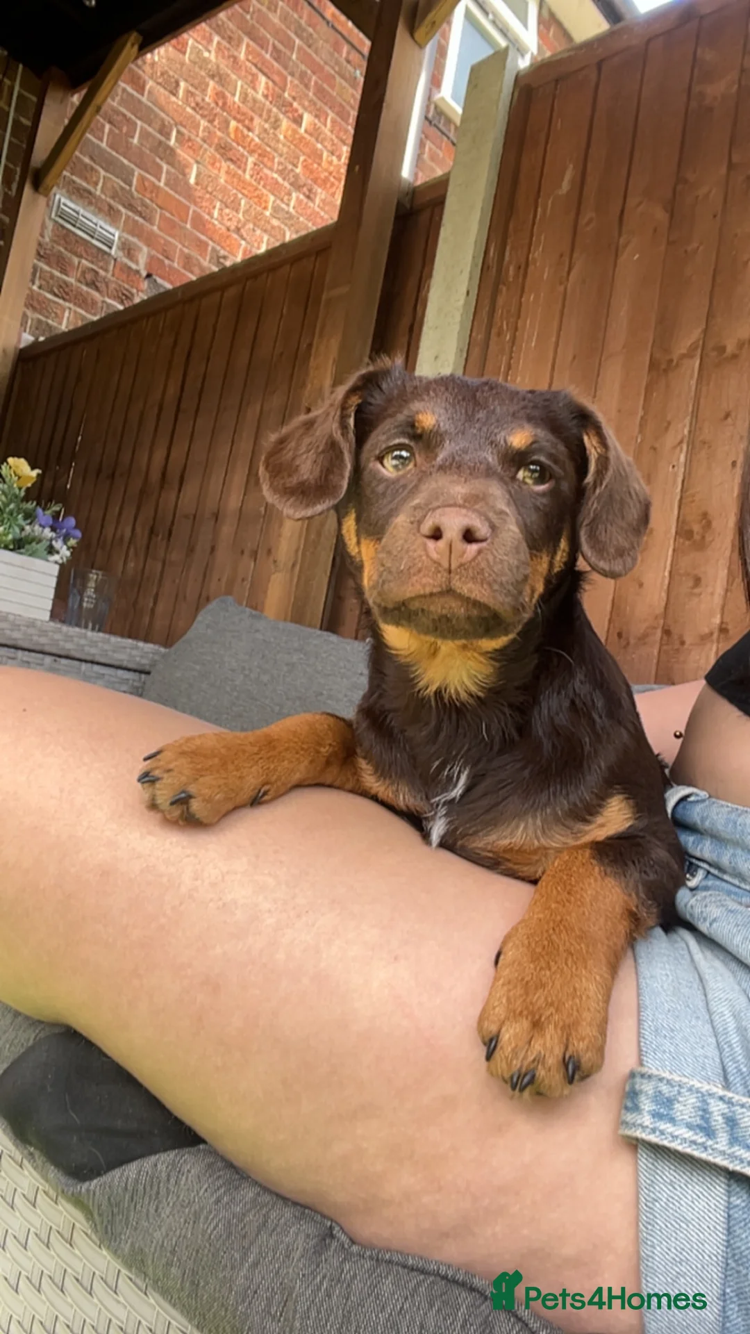 Jackshund dogs for sale: Coco  - Advert 2