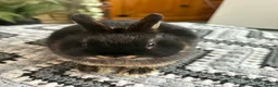 Netherland Dwarf rabbits for sale: Baby rabbits  - Advert 5