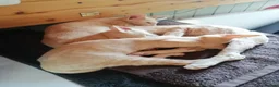 Oriental cats for sale: Beautiful oriental Siamese kitten  - Advert 4