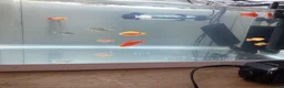Corys fish for sale: FREE Coldwater Fish (Mixed) + Fish tank included  - Advert 3
