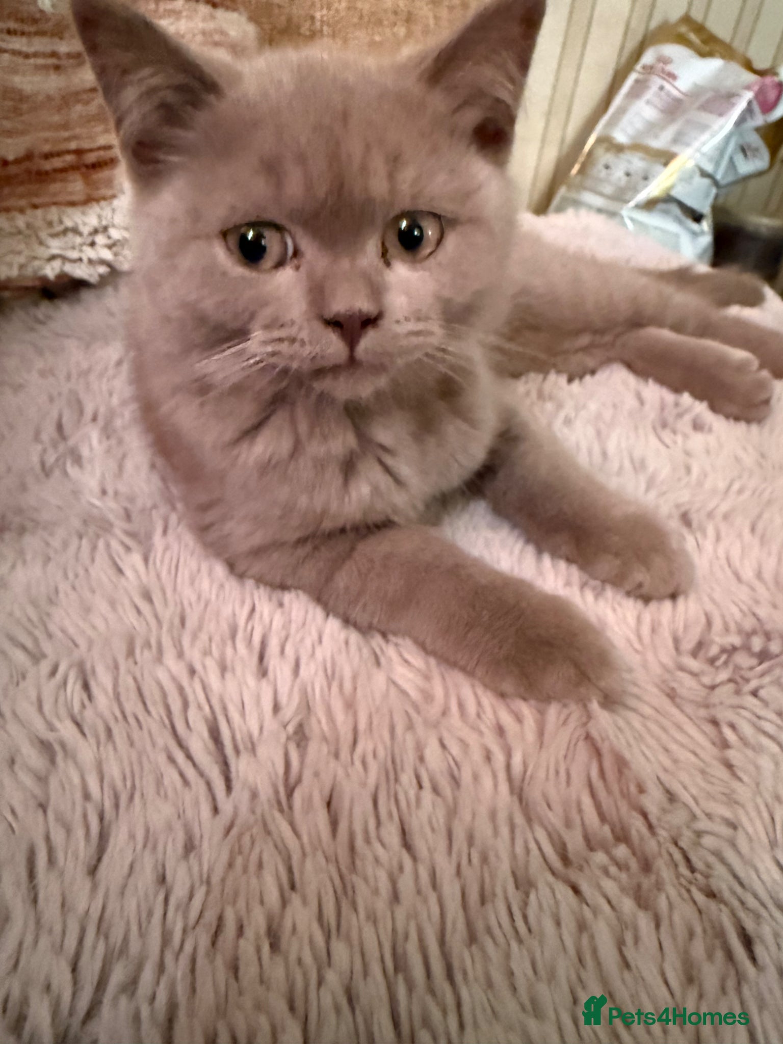 British Shorthair cats Pedigree GCCF kittens  - Advert 1