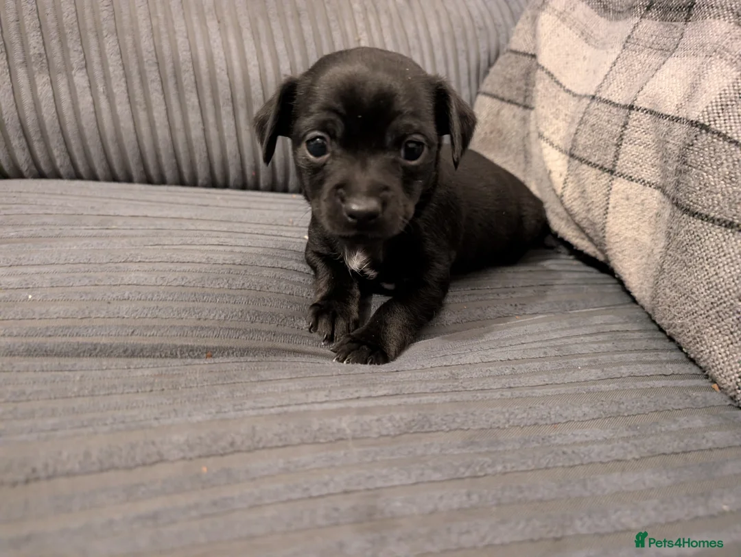 Mixed Breed dogs for sale: Beautiful small mixed breed puppies for sale - Advert 10