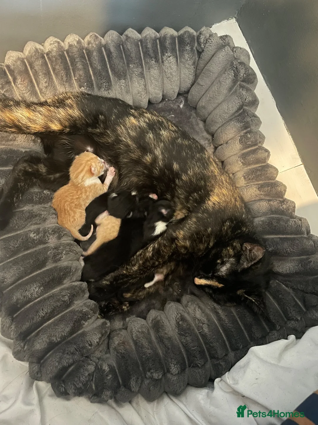 Mixed Breed cats for sale: British Shorthair x snowshoe kittens - Advert 1