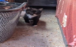British Longhair cats for sale: Fluffy kittens very beautifull - Image 6