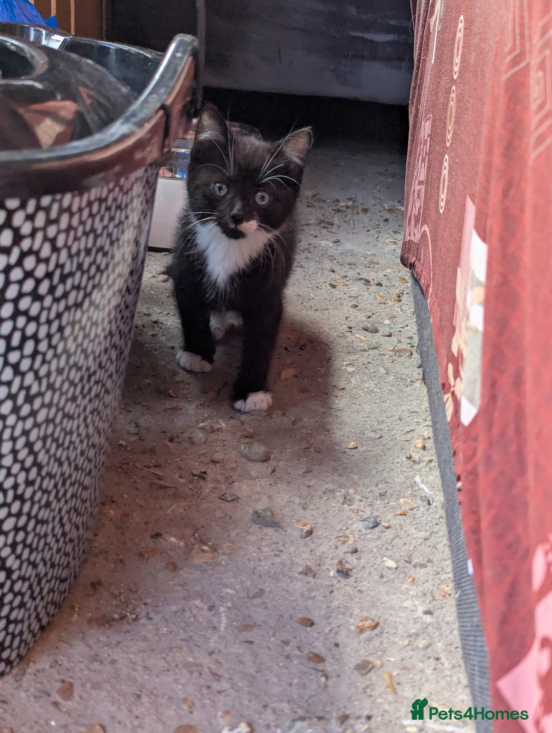 British Longhair cats for sale: Fluffy kittens very beautifull - Image 6