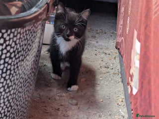 British Longhair cats - Advert 34